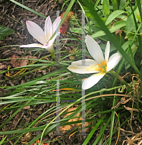 Picture of Zephyranthes candida 