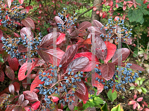 Picture of Viburnum nudum 