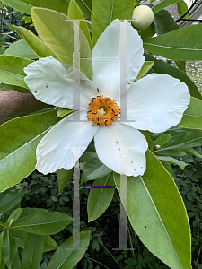 Picture of X Gordlinia grandiflora 'Sweet Tea'