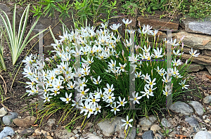 Picture of Zephyranthes candida 