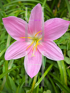 Picture of Zephyranthes rosea 