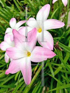 Picture of Zephyranthes rosea 