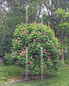 Picture of Aesculus pavia 'Fort McNair'