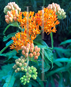 Picture of Asclepias tuberosa 