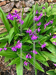 Picture of Bletilla striata 