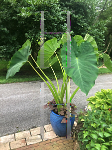 Picture of Colocasia esculenta 