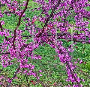 Picture of Cercis canadensis 'NC2016-2 (Flame Thrower®)'