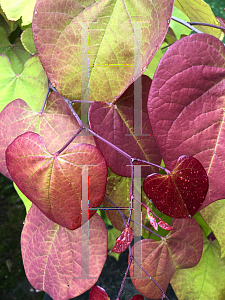 Picture of Cercis canadensis 'NC2016-2 (Flame Thrower®)'