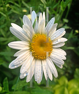 Picture of Leucanthemum x superbum 