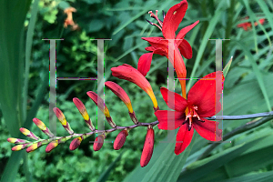 Picture of Crocosmia x crocosmiiflora 'Lucifer'