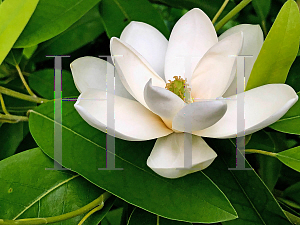 Picture of Magnolia virginiana 