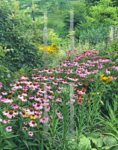 Picture of Echinacea purpurea 