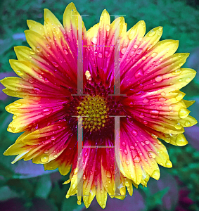 Picture of Gaillardia x grandiflora 