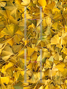 Picture of Ginkgo biloba 