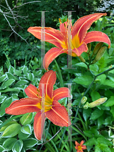 Picture of Hemerocallis fulva 