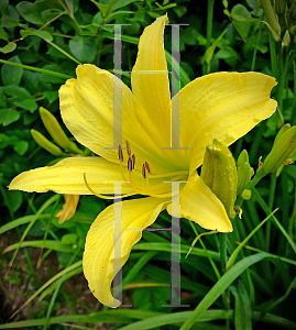 Picture of Hemerocallis  'Hyperion'