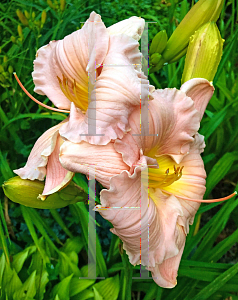 Picture of Hemerocallis  'Barbara Mitchell'