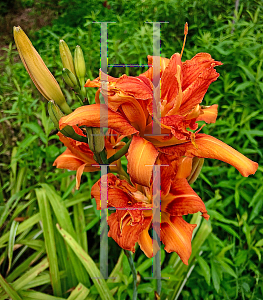 Picture of Hemerocallis fulva 'Kwanso'