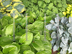 Picture of Hosta  