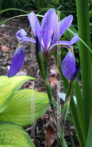 Picture of Iris versicolor 