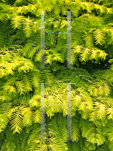 Picture of Metasequoia glyptostroboides 'Soul Fire'