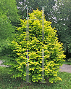 Picture of Metasequoia glyptostroboides 'Soul Fire'