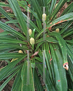 Picture of Rohdea japonica '~Species'