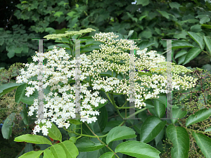 Picture of Sambucus canadensis 