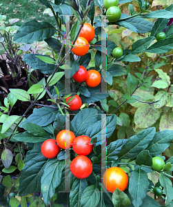 Picture of Solanum pseudocapsicum 