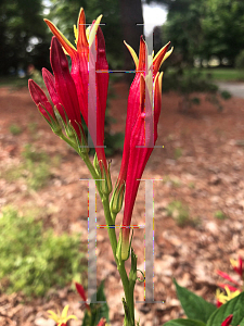 Picture of Spigelia marilandica 