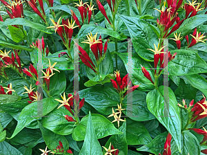 Picture of Spigelia marilandica 