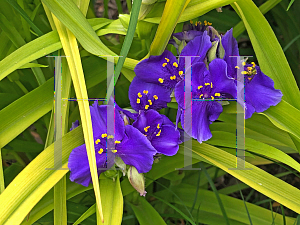 Picture of Tradescantia x 'Sweet Kate'