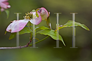 Picture of Cornus florida 'Rosea'