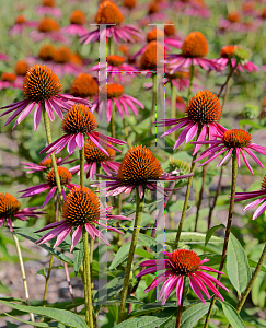 Picture of Echinacea purpurea 