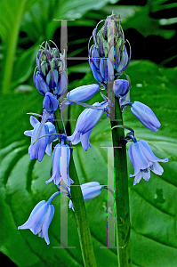 Picture of Hyacinthoides hispanica 