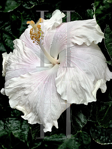 Picture of Hibiscus rosa-sinensis 