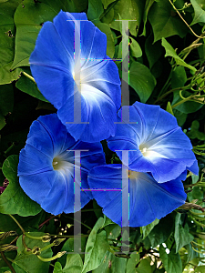 Picture of Ipomoea tricolor 'Heavenly Blue'