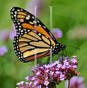 Picture of Verbena bonariensis 