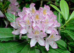 Picture of Rhododendron maximum 