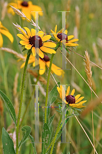 Picture of Rudbeckia hirta 