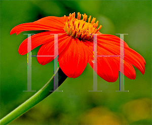 Picture of Tithonia rotundifolia 