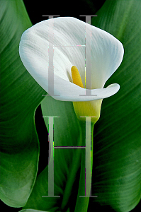 Picture of Zantedeschia aethiopica 