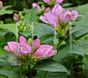 Picture of Chelone obliqua 