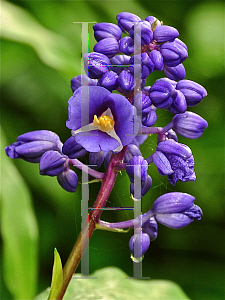 Picture of Dichorisandra thyrsiflora 