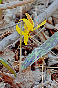 Picture of Erythronium americanum 