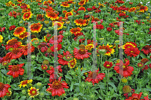 Picture of Gaillardia x grandiflora 