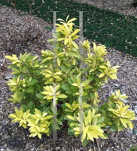 Picture of Illicium parviflorum 'Florida Sunshine'