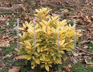 Picture of Illicium parviflorum 'Florida Sunshine'