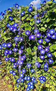 Picture of Ipomoea tricolor 'Heavenly Blue'
