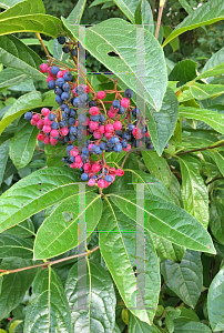 Picture of Viburnum nudum 'Winterthur'